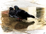 Pigeon-nage
