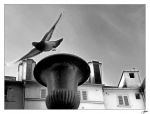 Pigeon-vole