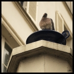 Pigeon
