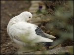 Pigeonne
