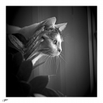 Plume-07-08-04