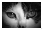 Plume-07-08-05