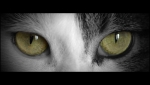 Plume-07-08-06