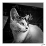 Plume-080906-2