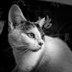 Plume-080906-2b