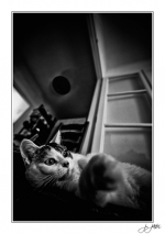 Plume-080906