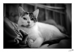 Plume-20080809-1