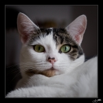 Plume-20080809-2