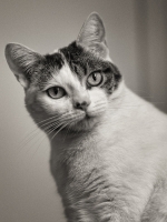 Plume-20090102