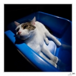 Plume-bain-de-soleil
