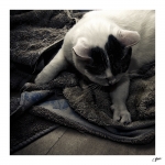 Plume080323