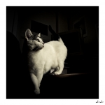 Plume080412