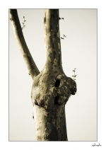Poil-au-nez2