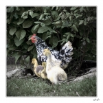 Poule-et-canards
