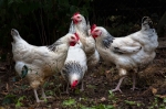 Poules-Orpington