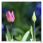 Printemps