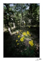 Promenons-nous-dans-les-bois1
