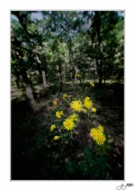 Promenons-nous-dans-les-bois1b