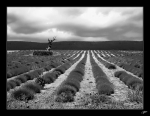 Provence2