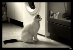 Psychat