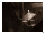 Requin-1