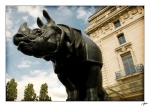 Rhinoceros