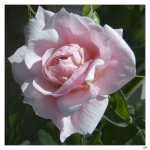 Rose070420