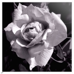 Rose070420NB