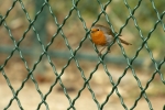 Rouge-gorge