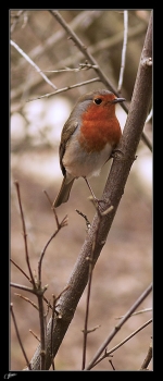 Rouge-gorge2