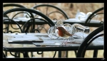Rouge-gorge3