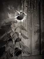 Saison-in-the-sun
