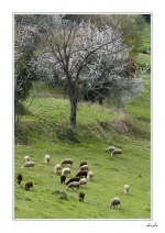StGirons1