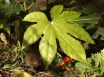 Troglodyte-mignon2