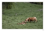 Vache-et-veaux