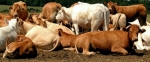 Vaches
