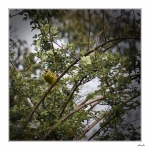 Verdier1