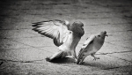 Viens-Poupoule