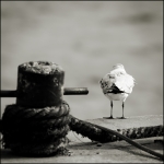 Vieux-capitaine