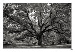 Vieux-sage-pench-2