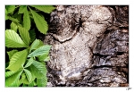 Witch-in-the-chestnut-tree