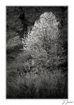 arbre-romantique