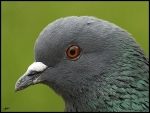 oeil-de-pigeon
