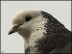 oeil-de-pigeon2