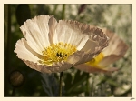 petite-fleur