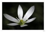 pitit-fleur