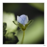 un-mystere-fragile
