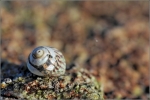 Bretagne_IMG_7139_comp