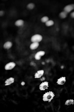 IMG_0332_h650_o90ex