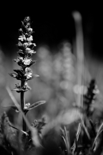 IMG_0345_h650_o107ex